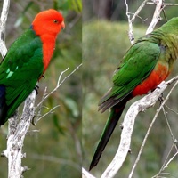 Australian King Parrots (Male and Female)