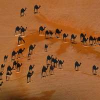 The white lines are camels, the black their shadow