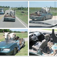 Oklahoma Cattle Transport