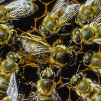 More Royal Jelly Your Highness? by David Dennis