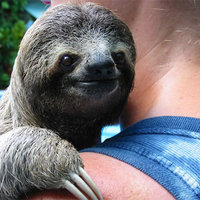 Sloth.....