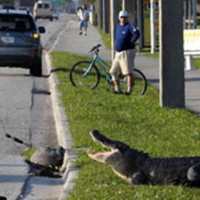 why did the gator cross the road?