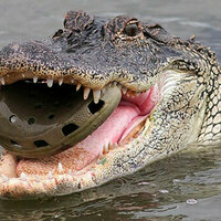 Crocs for dinner