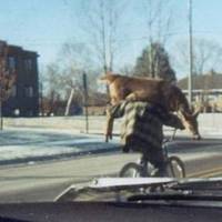 Umm.. wtf? A deer on a bike