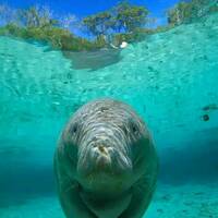 Manatee floater