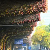 Vines hanging from underpass in China 