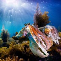 Giant Australian Cuttlefish in the Spencer Gulf, SA