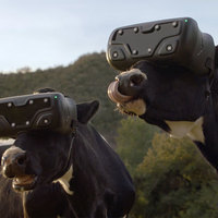 VR cows