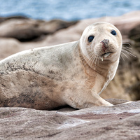 Baby seal by Celia Sanchez Abian
