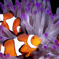 I found Nemo!