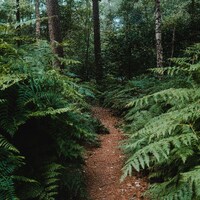 A narrow dirt path winding through dense green ferns in a forest by Ingmar