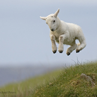 jumping sheep
