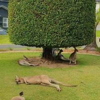 indigenous fauna