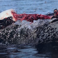 leopard seal pulling the head right off a penguin