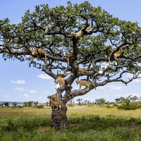 Lions hanging around