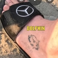 Dolphin 