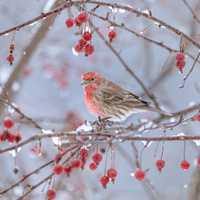 Snow on the Crabapples by Melody Mellinger