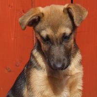 zacthedog