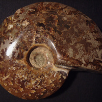 ammonite 2