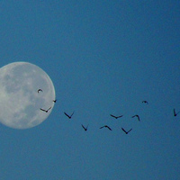 Moon Birds 3