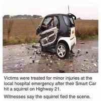 Damn squirrels 🐿️