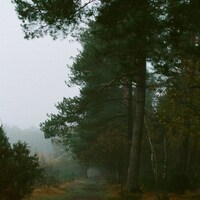 A misty path through a dense pine forest by Tanya Barrow