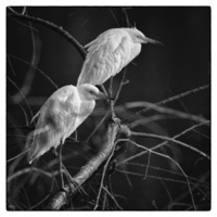 Juvenile Little Blues by Roy Gipson Young