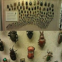 Beetles at the Cleveland Museum of Natural History