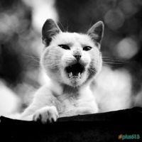 my funny picture collection cat 03