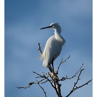 Snowy Egret by Chris Hembd