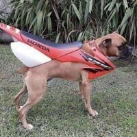 New CRF has 1 dogpower