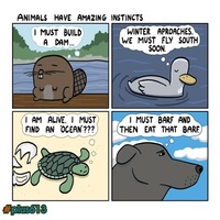 Animal instincts