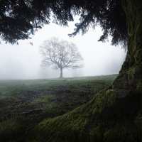 Alone by Tiago Marques
