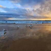 seagull convention