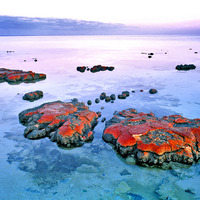 Stromatolites, Shark Bay