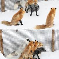 Fox orgy