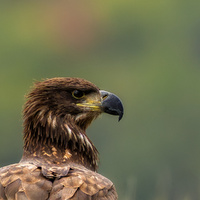 SeaEagle by Ramadan Imam