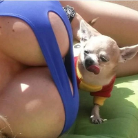 Chihuahua appreciating top notch structural engineering