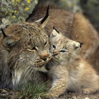Mama and baby lynx