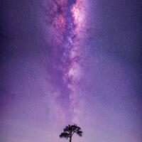 Galaxy tree