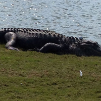 Play it where it lays