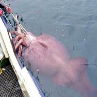 largest giant squid caught to date