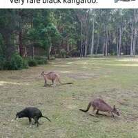 black kangaroo
