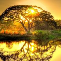 Tree reflections at sunset