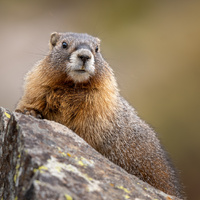 Yellow-bellied Marmot Portrait by Garrett Gimbel