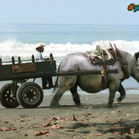 Rhino pulling a cart