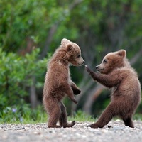 Bear Instincts
