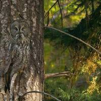 Owl_in_Tree