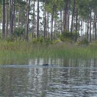 Warm weather gator, usually the most you'll see
