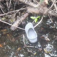 Croc in the wild